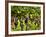 Close Up of Grapes at Hofkellerei Winery, Liechtenstein-Bill Bachmann-Framed Photographic Print