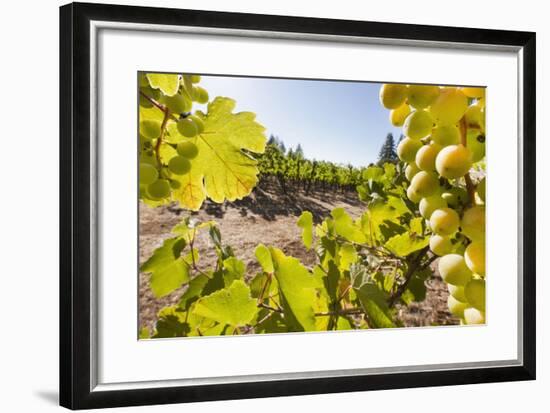 Close-Up of Grapes in a Vineyard, Napa Valley, California, United States of America, North America-Billy Hustace-Framed Photographic Print