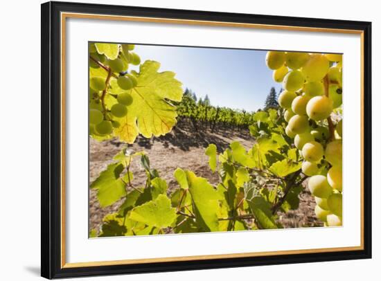 Close-Up of Grapes in a Vineyard, Napa Valley, California, United States of America, North America-Billy Hustace-Framed Photographic Print