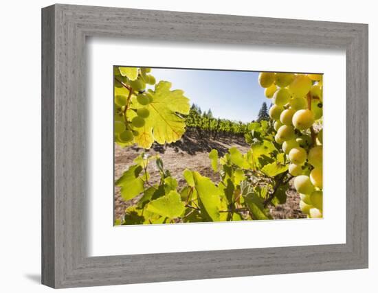 Close-Up of Grapes in a Vineyard, Napa Valley, California, United States of America, North America-Billy Hustace-Framed Photographic Print