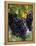 Close-up of Grapes on Vine-John Luke-Framed Premier Image Canvas