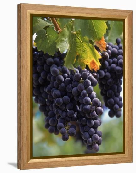 Close-up of Grapes on Vine-John Luke-Framed Premier Image Canvas