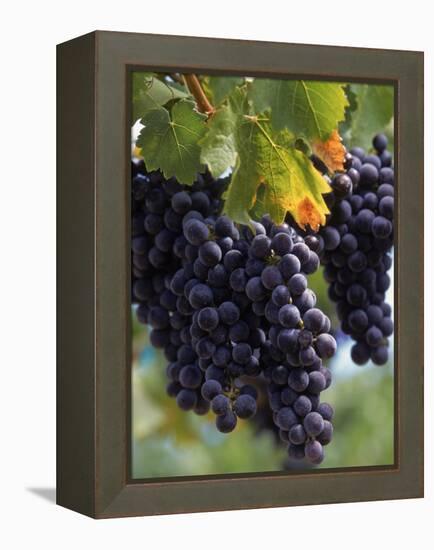 Close-up of Grapes on Vine-John Luke-Framed Premier Image Canvas