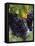 Close-up of Grapes on Vine-John Luke-Framed Premier Image Canvas