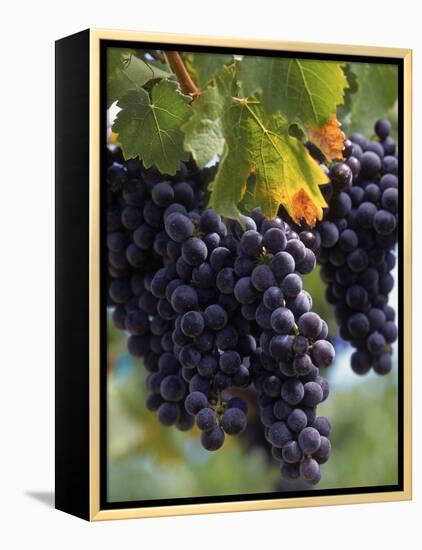 Close-up of Grapes on Vine-John Luke-Framed Premier Image Canvas