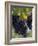 Close-up of Grapes on Vine-John Luke-Framed Photographic Print