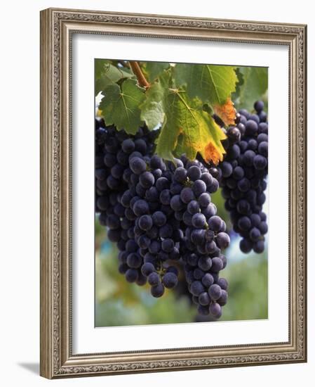 Close-up of Grapes on Vine-John Luke-Framed Photographic Print