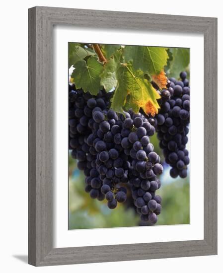Close-up of Grapes on Vine-John Luke-Framed Photographic Print