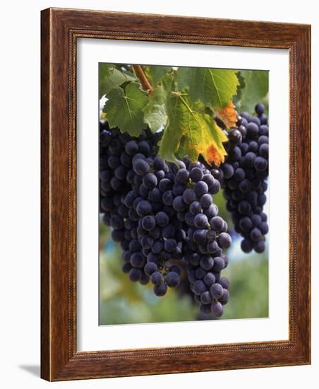 Close-up of Grapes on Vine-John Luke-Framed Photographic Print