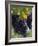 Close-up of Grapes on Vine-John Luke-Framed Photographic Print