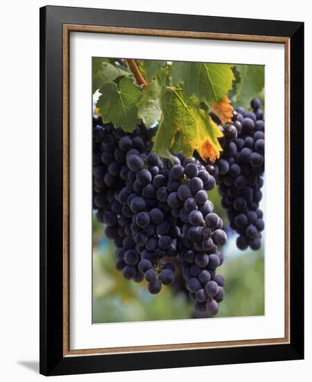 Close-up of Grapes on Vine-John Luke-Framed Photographic Print