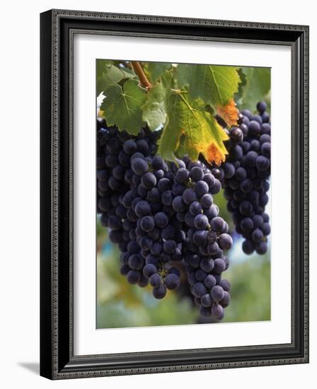 Close-up of Grapes on Vine-John Luke-Framed Photographic Print