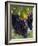 Close-up of Grapes on Vine-John Luke-Framed Photographic Print