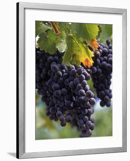 Close-up of Grapes on Vine-John Luke-Framed Photographic Print