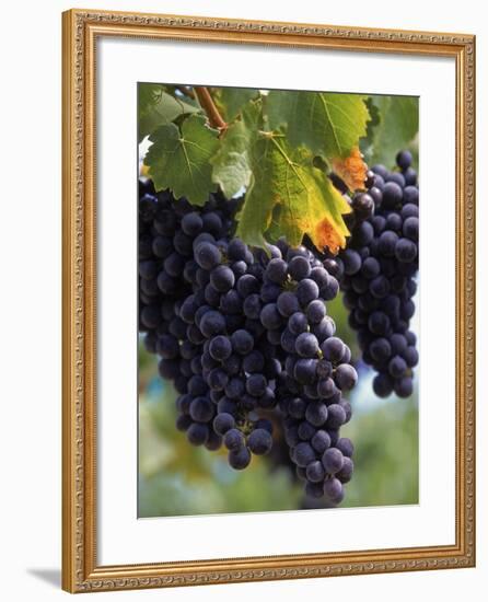 Close-up of Grapes on Vine-John Luke-Framed Photographic Print