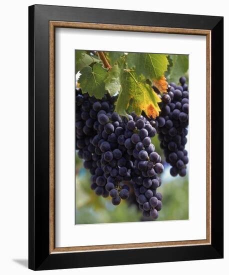 Close-up of Grapes on Vine-John Luke-Framed Photographic Print