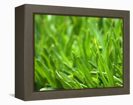 Close-up of Grass-null-Framed Premier Image Canvas