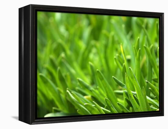 Close-up of Grass-null-Framed Premier Image Canvas