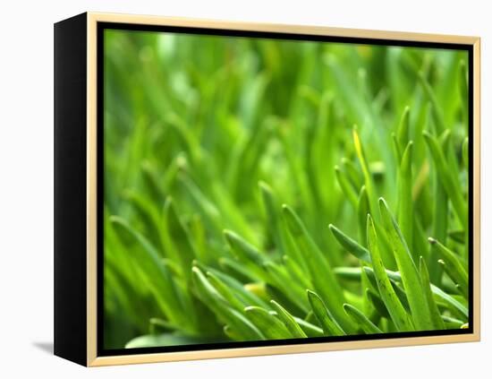 Close-up of Grass-null-Framed Premier Image Canvas