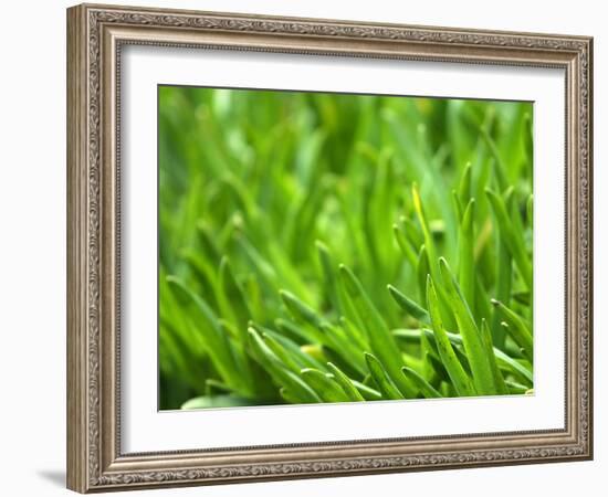 Close-up of Grass-null-Framed Photographic Print