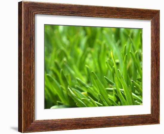 Close-up of Grass-null-Framed Photographic Print