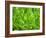 Close-up of Grass-null-Framed Photographic Print