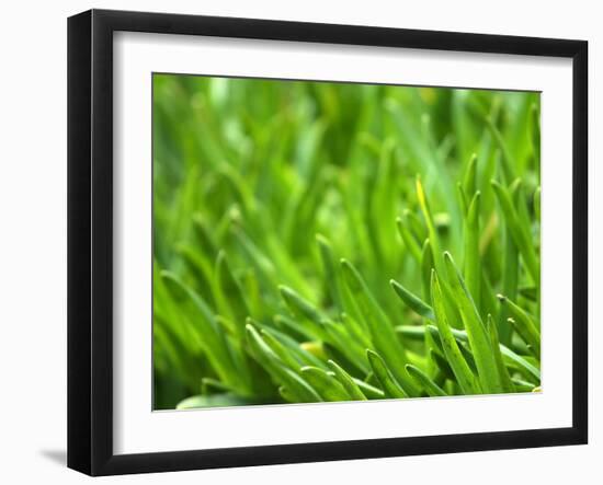 Close-up of Grass-null-Framed Photographic Print