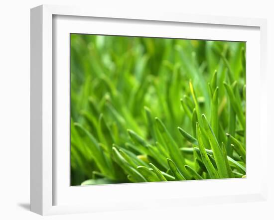 Close-up of Grass-null-Framed Photographic Print