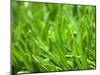 Close-up of Grass-null-Mounted Photographic Print