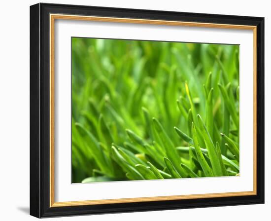 Close-up of Grass-null-Framed Photographic Print