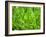 Close-up of Grass-null-Framed Photographic Print