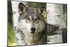 Close-up of Gray Wolf Between Birch Trees, Minnesota-Wendy Kaveney-Mounted Art Print