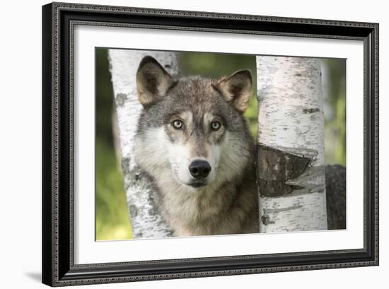 Close-up of Gray Wolf Between Birch Trees, Minnesota-Wendy Kaveney-Framed Art Print