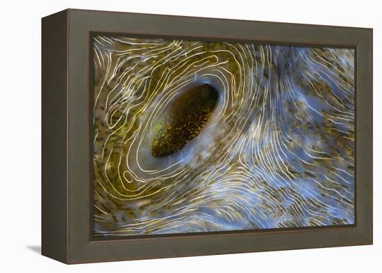 Close-Up of Great Clam Mantle-Reinhard Dirscherl-Framed Premier Image Canvas