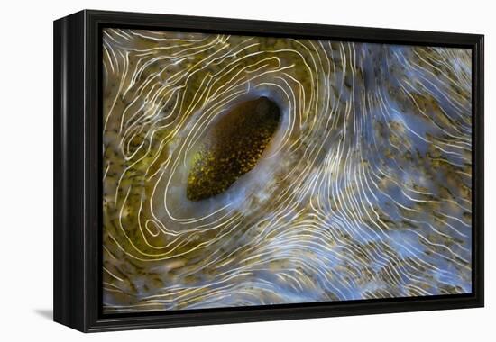 Close-Up of Great Clam Mantle-Reinhard Dirscherl-Framed Premier Image Canvas