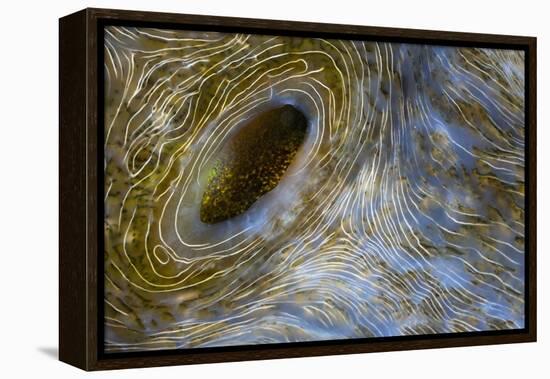 Close-Up of Great Clam Mantle-Reinhard Dirscherl-Framed Premier Image Canvas