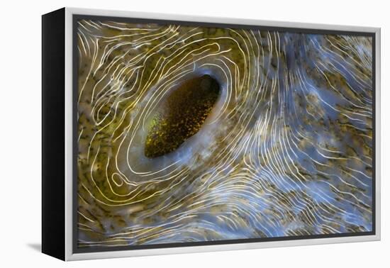 Close-Up of Great Clam Mantle-Reinhard Dirscherl-Framed Premier Image Canvas