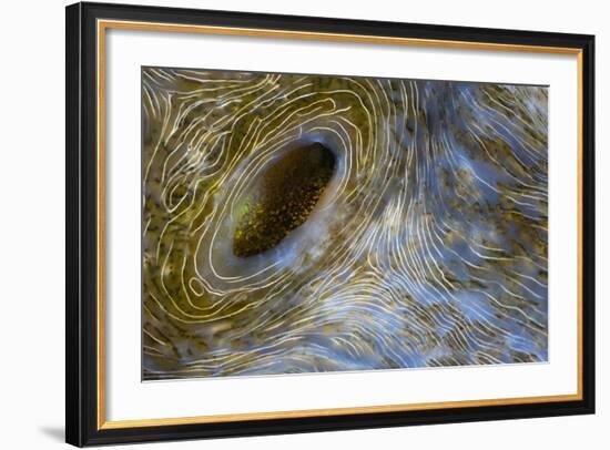 Close-Up of Great Clam Mantle-Reinhard Dirscherl-Framed Photographic Print