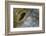 Close-Up of Great Clam Mantle-Reinhard Dirscherl-Framed Photographic Print