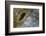 Close-Up of Great Clam Mantle-Reinhard Dirscherl-Framed Photographic Print