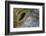 Close-Up of Great Clam Mantle-Reinhard Dirscherl-Framed Photographic Print