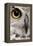 Close-Up of Great Horned Owl, Bubo Virginianus Subarcticus-Life on White-Framed Premier Image Canvas