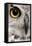 Close-Up of Great Horned Owl, Bubo Virginianus Subarcticus-Life on White-Framed Premier Image Canvas