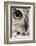 Close-Up of Great Horned Owl, Bubo Virginianus Subarcticus-Life on White-Framed Photographic Print