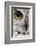 Close-Up of Great Horned Owl, Bubo Virginianus Subarcticus-Life on White-Framed Photographic Print