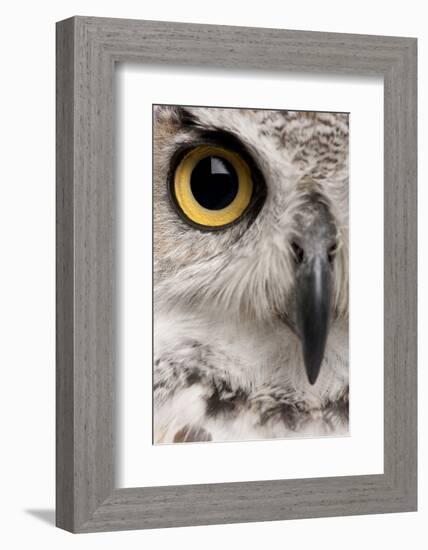 Close-Up of Great Horned Owl, Bubo Virginianus Subarcticus-Life on White-Framed Photographic Print