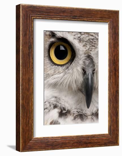 Close-Up of Great Horned Owl, Bubo Virginianus Subarcticus-Life on White-Framed Photographic Print