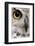 Close-Up of Great Horned Owl, Bubo Virginianus Subarcticus-Life on White-Framed Photographic Print