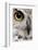 Close-Up of Great Horned Owl, Bubo Virginianus Subarcticus-Life on White-Framed Photographic Print