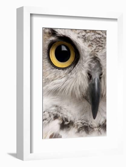 Close-Up of Great Horned Owl, Bubo Virginianus Subarcticus-Life on White-Framed Photographic Print